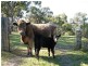 Mangrove Mountain NSW 2250