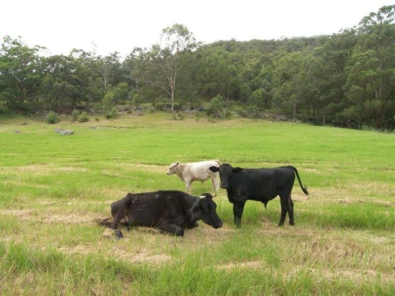 Yarramalong NSW 2259