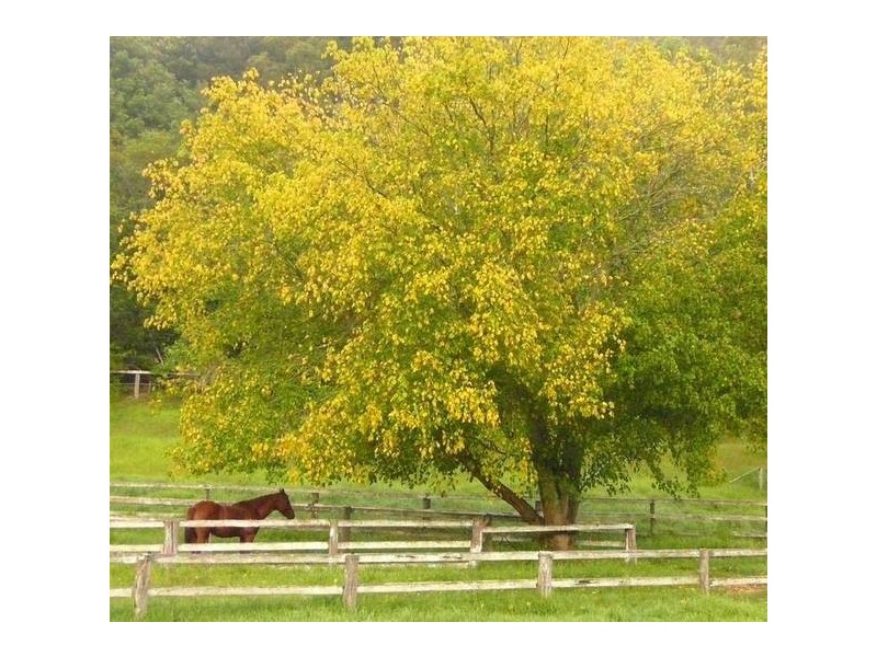 324 Brush Creek Road, Yarramalong NSW 2259