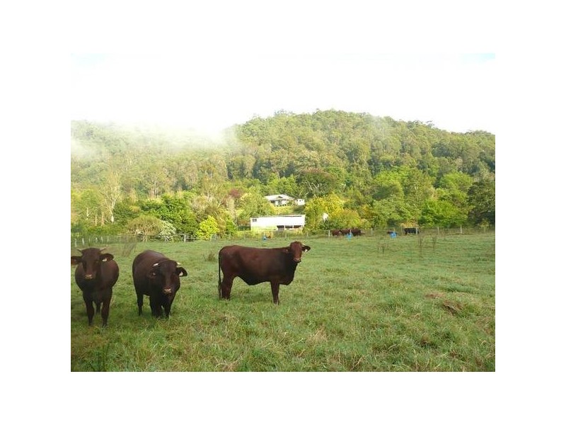 324 Brush Creek Road, Yarramalong NSW 2259