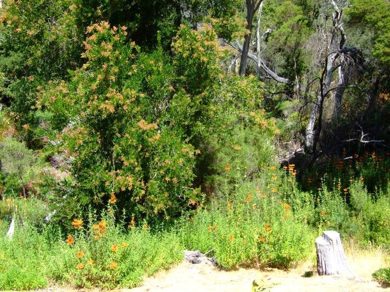 4 The Glade, Lulworth TAS 7252