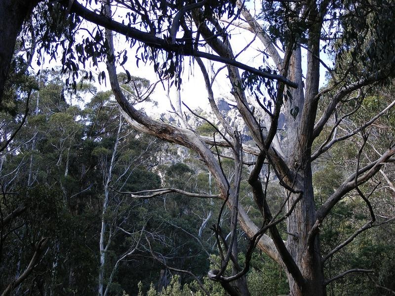 164 Wildlife Road, Sheffield TAS 7306