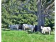 316 North Lilydale Road, Lilydale TAS 7268