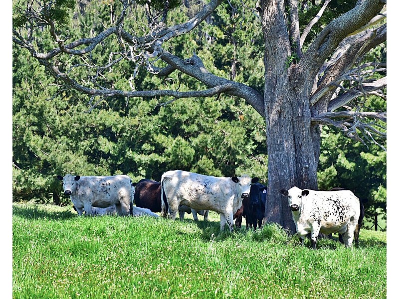 316 North Lilydale Road, Lilydale TAS 7268
