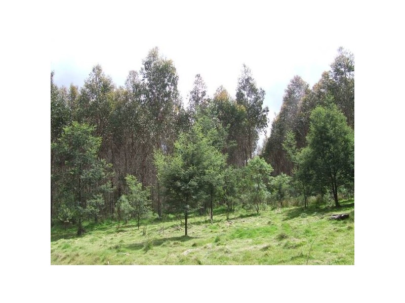 443 North Lilydale Road, Lilydale TAS 7268