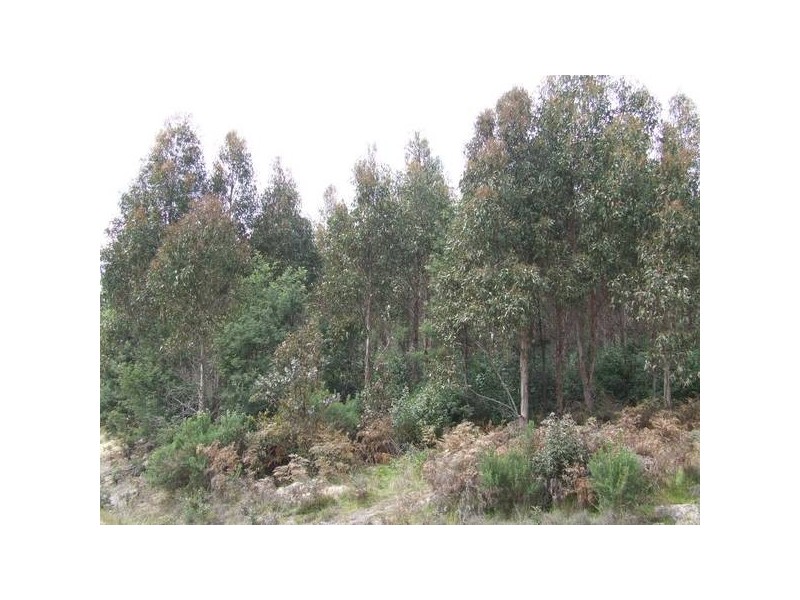 443 North Lilydale Road, Lilydale TAS 7268