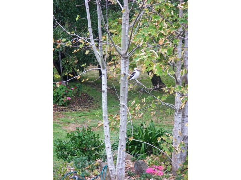 39 Sheppard Avenue, Hillwood TAS 7252