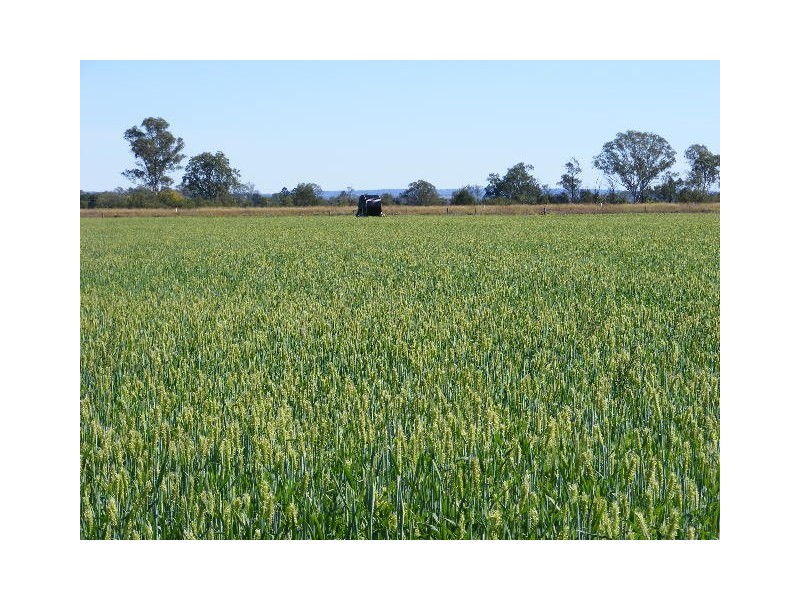 466 Wheatlands Loop Road, Wheatlands QLD 4606