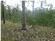 Lot 37 Williamson Road, Tamborine QLD 4270