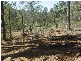 Lot 37 Williamson Road, Tamborine QLD 4270