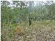 Lot 37 Williamson Road, Tamborine QLD 4270