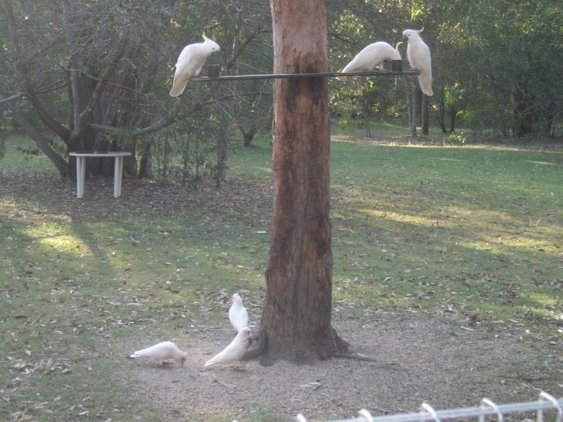 48 Whittling Court, Jimboomba QLD 4280