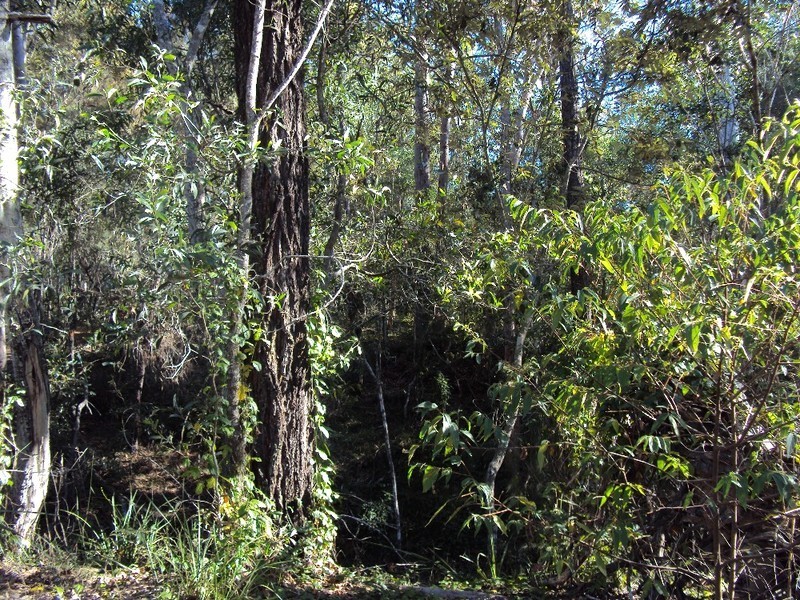 259 Clifton Drive, North Maclean QLD 4280