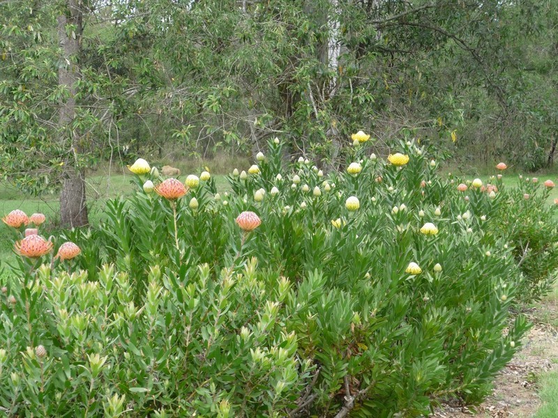 49 Hardings Road, Karrabin QLD 4306