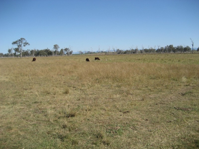 Purga QLD 4306