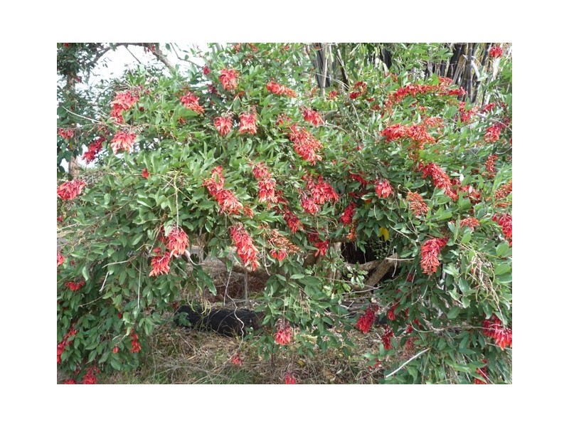 482 Glenview Road, Glenview QLD 4553