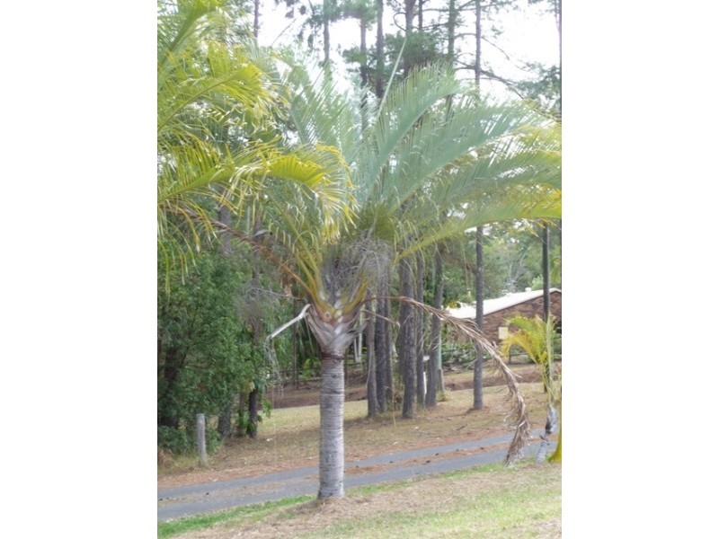 482 Glenview Road, Glenview QLD 4553