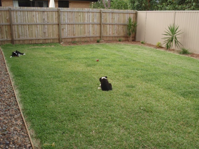 24 Fir Place, Warner QLD 4500