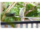 4 Elkhorn Street, Enoggera QLD 4051