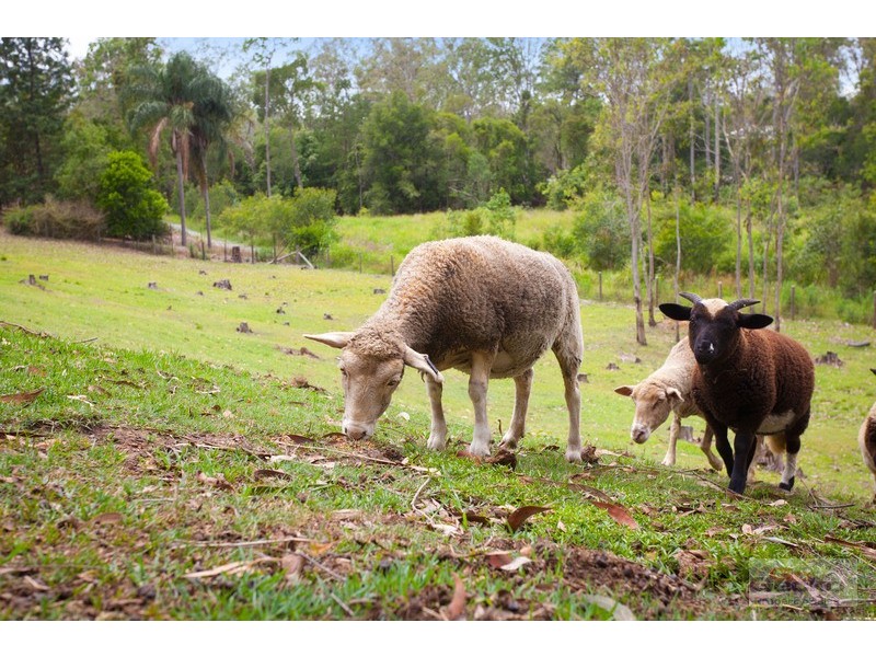 24 Trentham Place, Samford Village QLD 4520