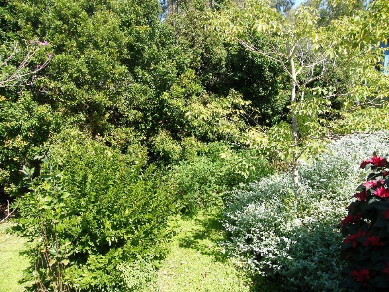 36 Pateena Street, Stafford QLD 4053