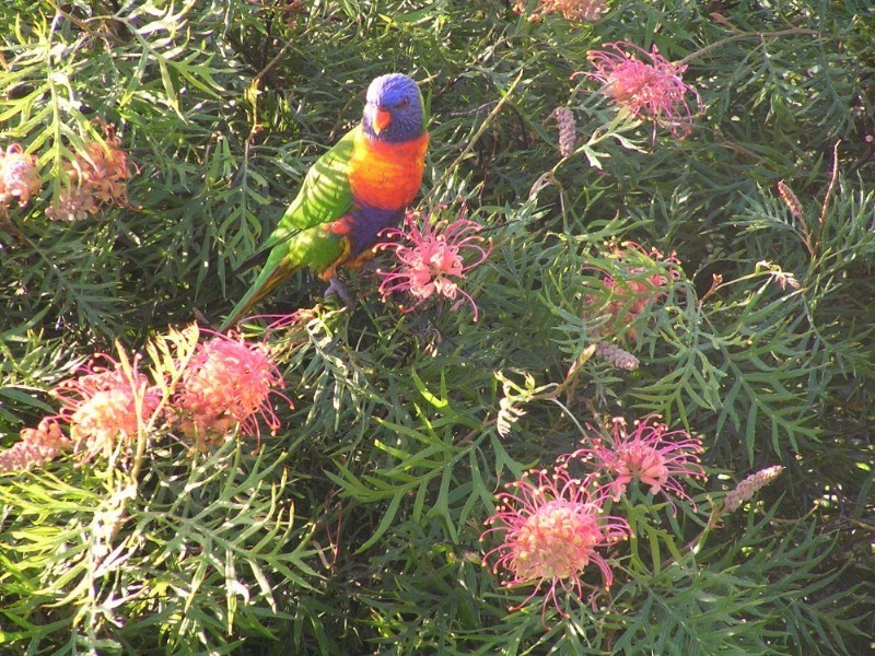 2 Tamarind Court, Dayboro QLD 4521