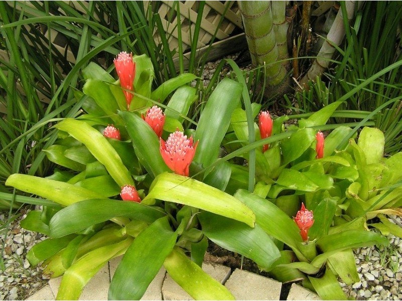 4 Demuri Court, Brendale QLD 4500