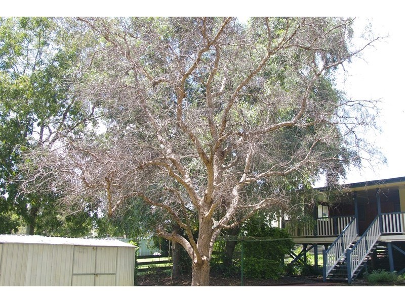 19 Swallow Court, Newtown QLD 4350