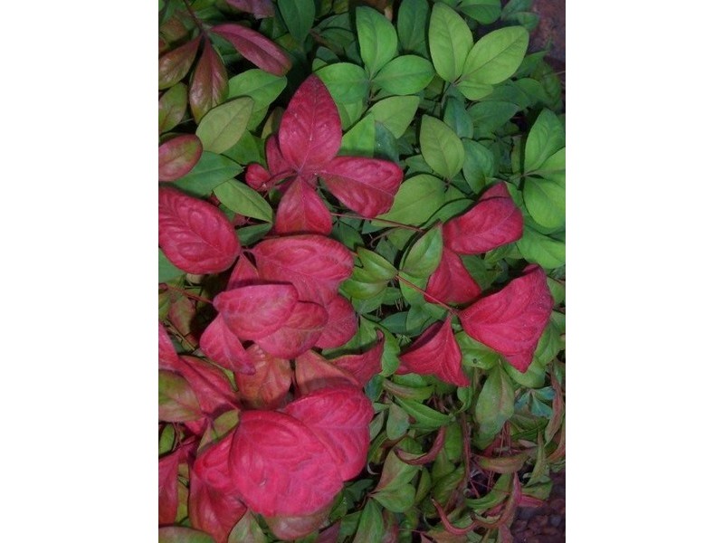 Mansfield Park SA 5012