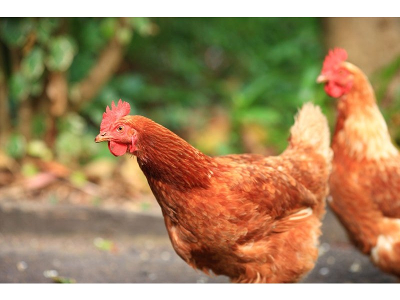 24 Isambert Road, Glenview QLD 4553