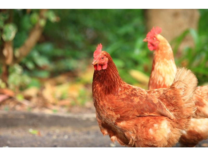 24 Isambert Road, Glenview QLD 4553