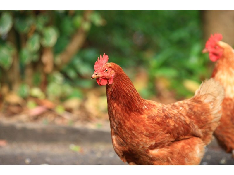 24 Isambert Road, Glenview QLD 4553