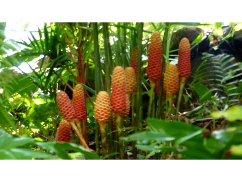 2 Justine Close, Trinity Beach QLD 4879