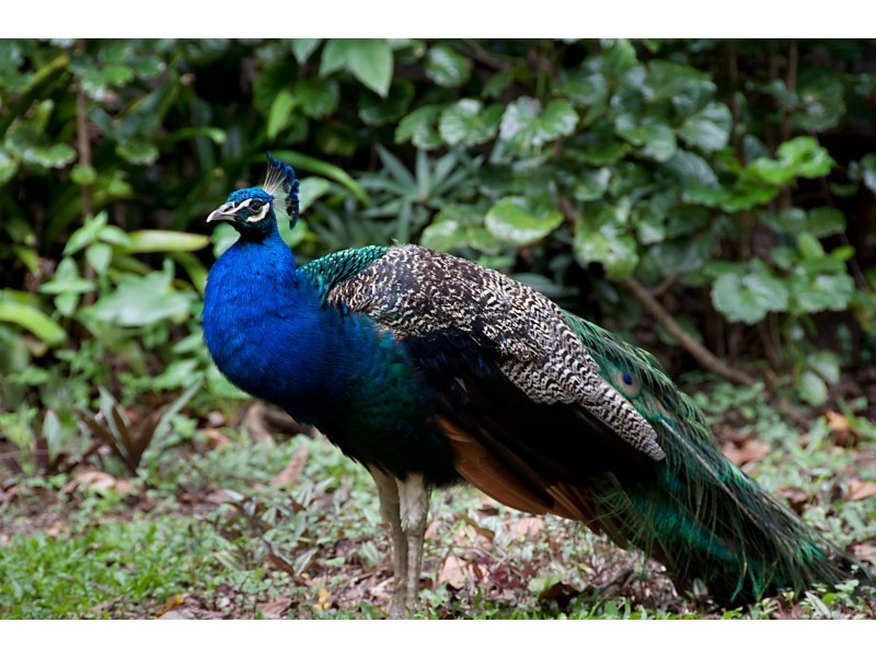 225-227 Panguna Street, Trinity Beach QLD 4879