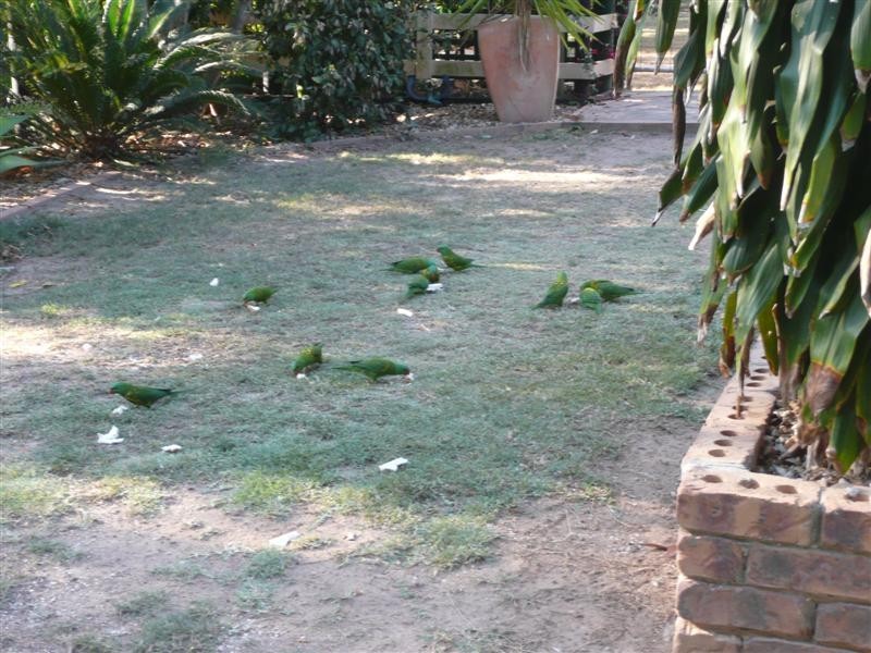 21 Franklin Crescent, Morayfield QLD 4506