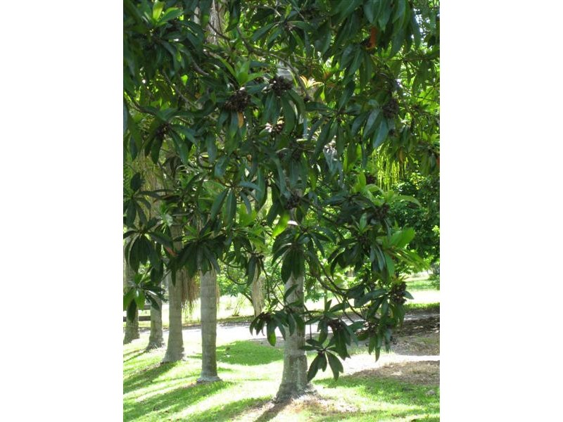 127 Bartholomew Road, Elimbah QLD 4516