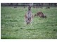 Meadows SA 5201