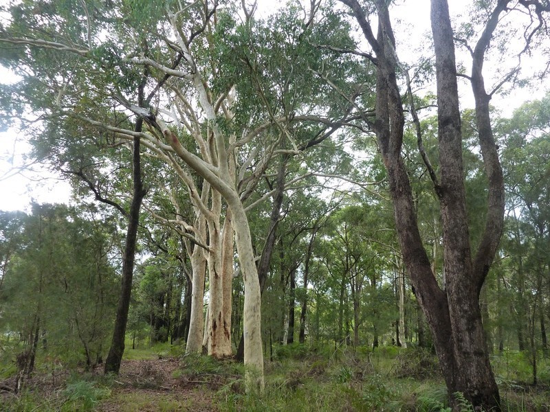 8-12 Coolamin Street, Wyee NSW 2259