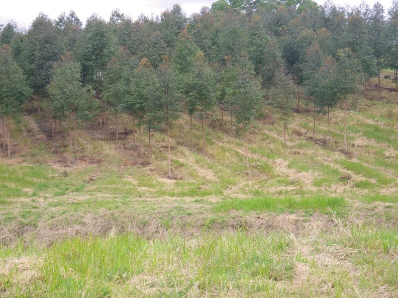 Lot 3 Kinen Lane, Canina QLD 4570