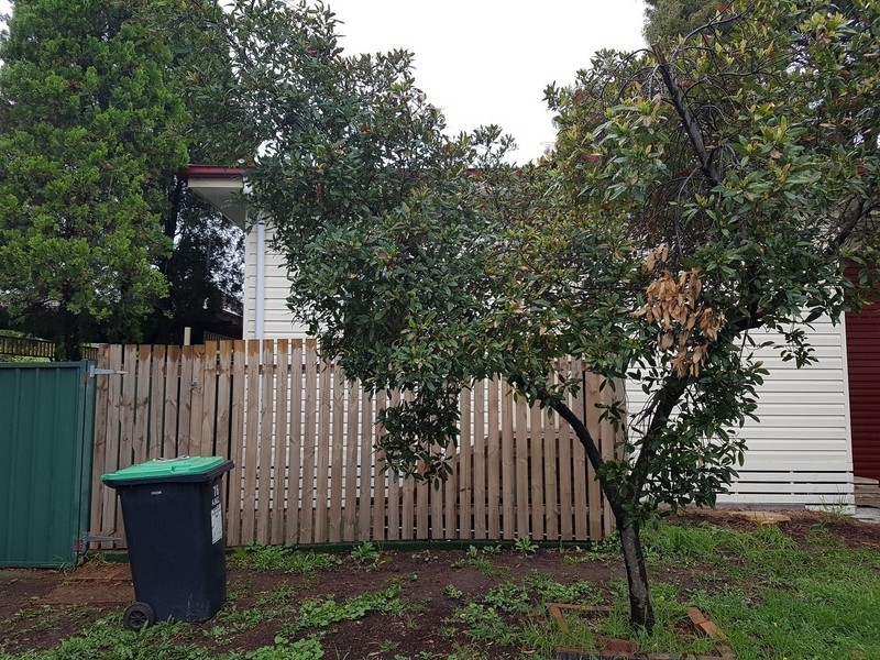 6a Alexandra Street, Ashfield NSW 2131