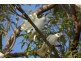 1 1 Noosa Retreat, Noosaville QLD 4566