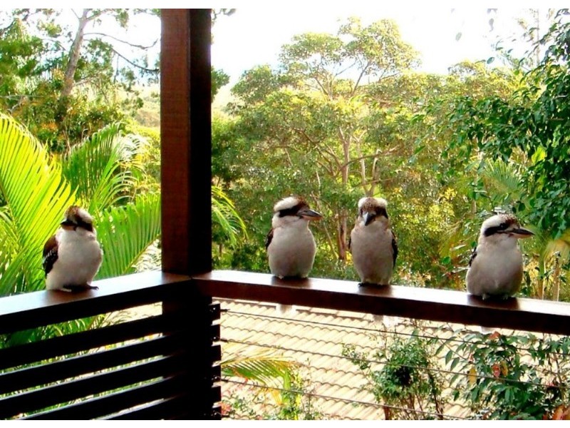 25 Currawong Street, Noosa Heads QLD 4567