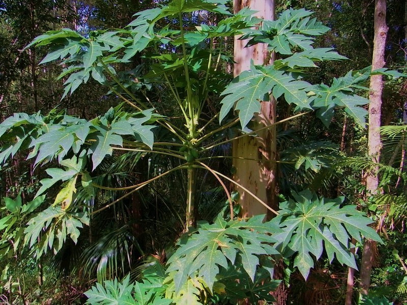 257 Valley Drive, Doonan QLD 4562