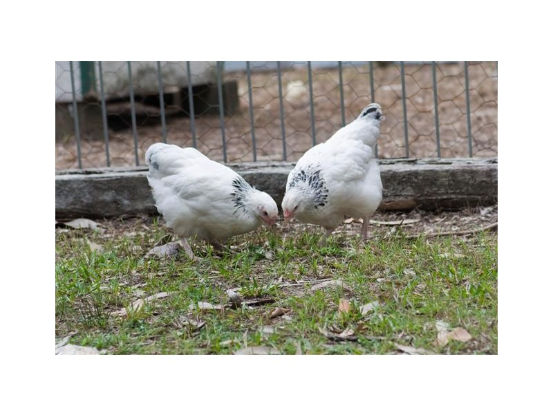 150 Mary Anne Drive, Peregian Beach QLD 4573