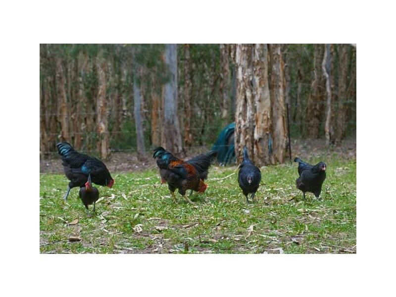 150 Mary Anne Drive, Peregian Beach QLD 4573