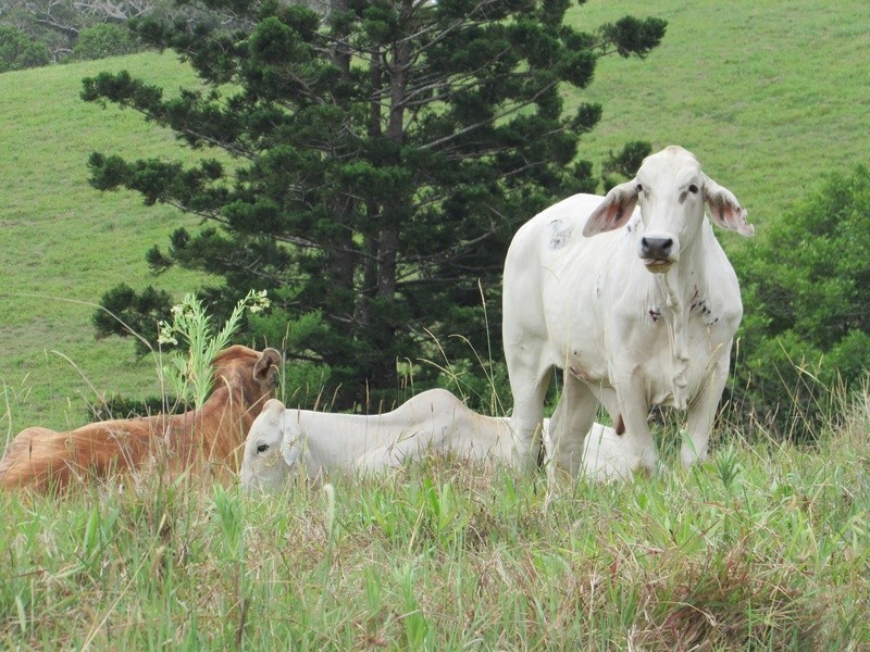 118 Lone Hand Road, Eumundi QLD 4562