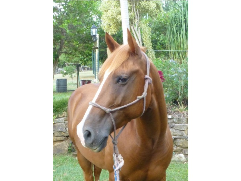 118 Lone Hand Road, Eumundi QLD 4562