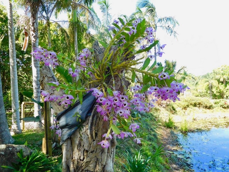 118 Lone Hand Road, Eumundi QLD 4562