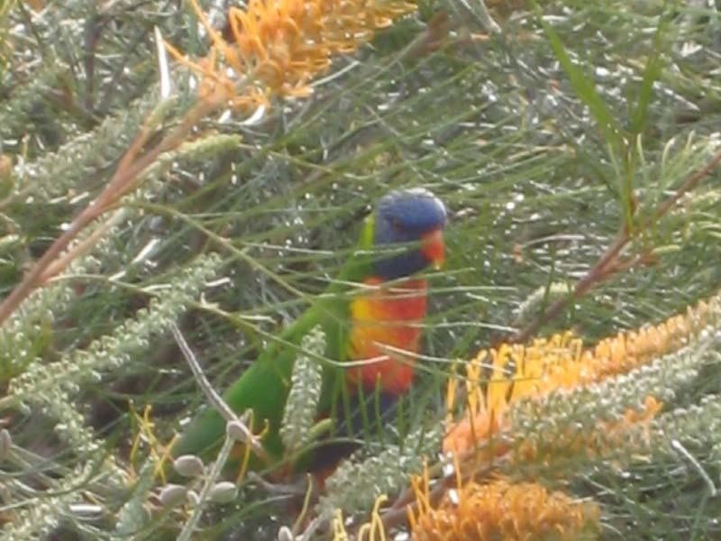 408 Oceanic Drive, Wurtulla QLD 4575