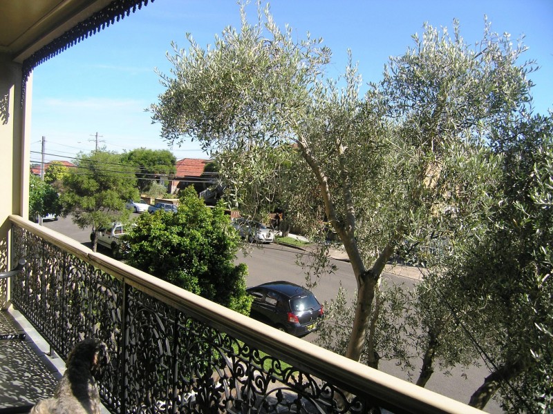 26 Hanks, Ashfield NSW 2131